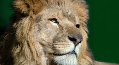 IRRF — Imposto de Renda Retido na Fonte