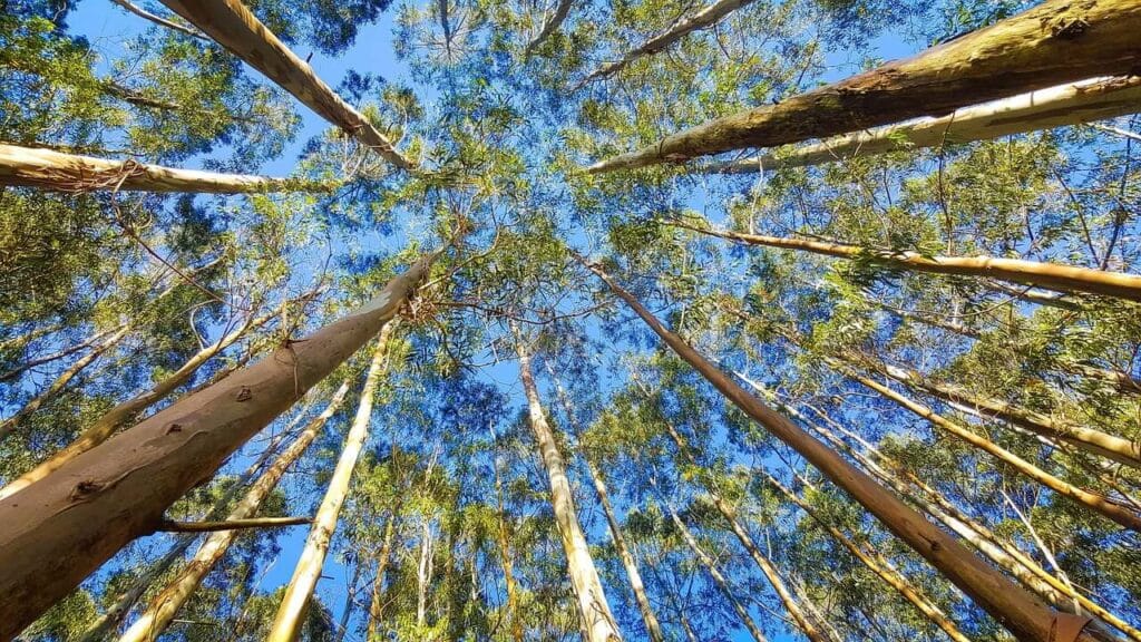 Contabilidade Ambiental – Integrando Sustentabilidade e Responsabilidade