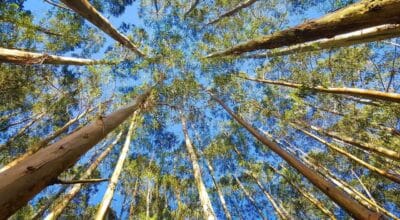 Contabilidade Ambiental – Integrando Sustentabilidade e Responsabilidade